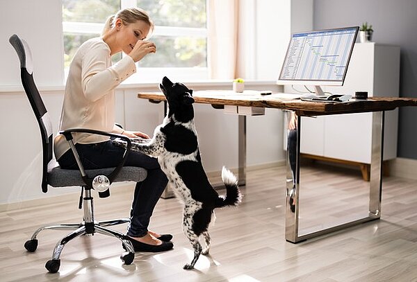 Frau spielt mit Hund am Arbeitsplatz